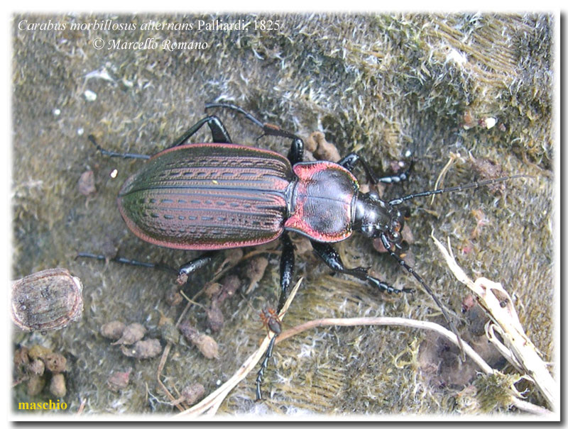 In Sicilia ancora tempo da lupi... e da Carabus morbillosus